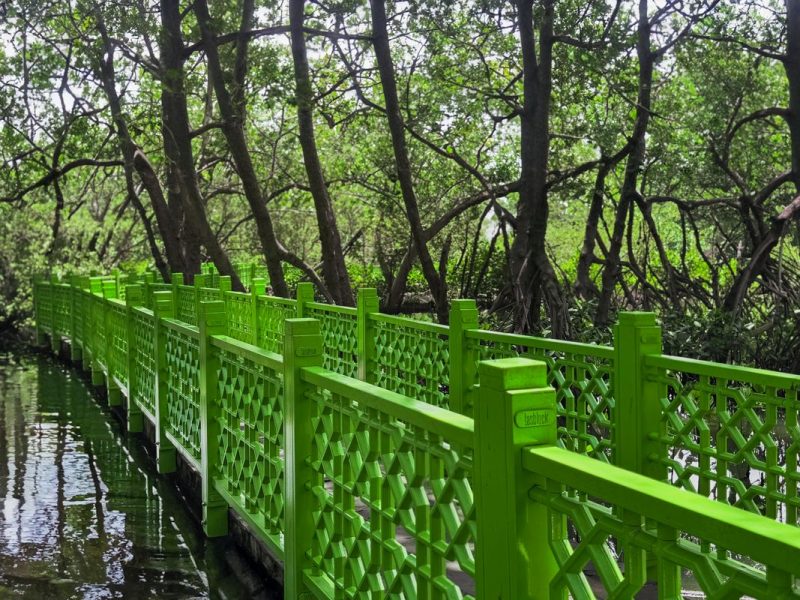Home fn mangrove pik result